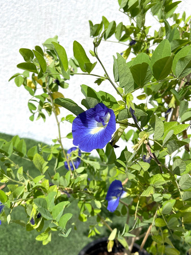 Clitoria Ternatea - Butterfly Pea